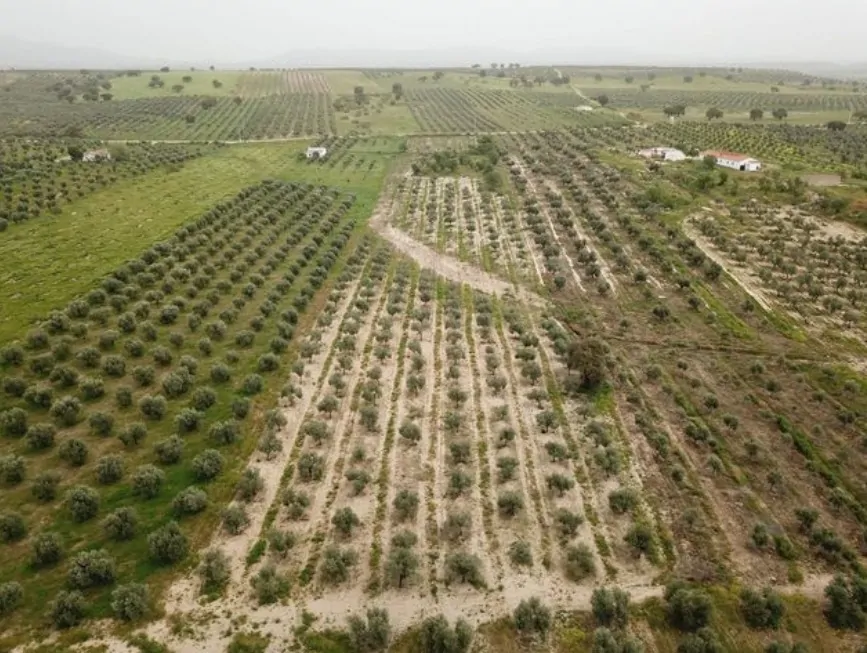 Olivar Monterrubio | Oli Saó